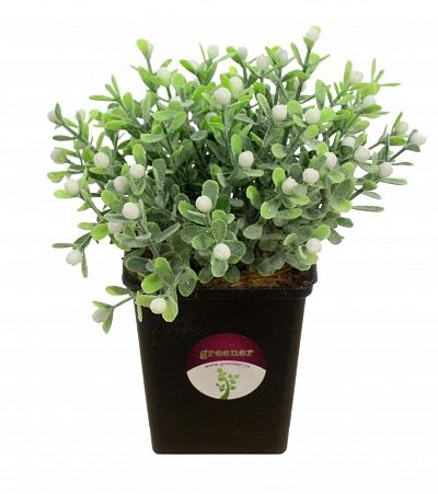 Boxwood Heather White in a cachepot