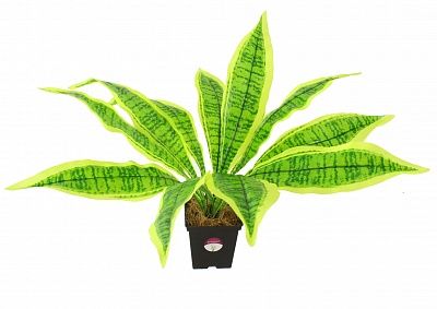 Dracaena Tiger