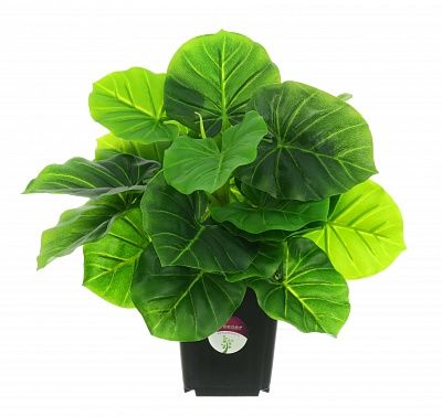 Philodendron Fargo in cachepot available to order 3 pieces