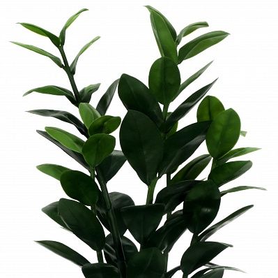 Zamioculcas Cargon Cinco cachepot Dekollete Clasico 19