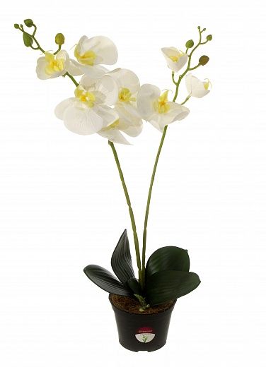 Orchid Phalaenopsis Camira