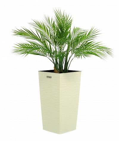 Palm Pichino Fitta Cachepot Dekollete Kuno 46 Echo