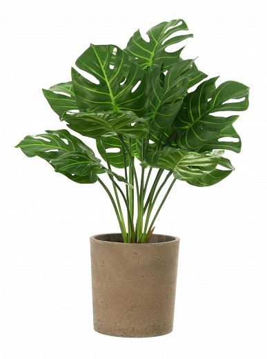 Monstera Tagira Dos cachepot Dekollete Concrete 19