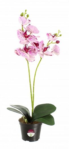 Orchid Phalaenopsis Camira