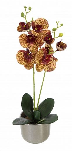 Orchid Phalaenopsis Camira cachepot Dekollete Silver