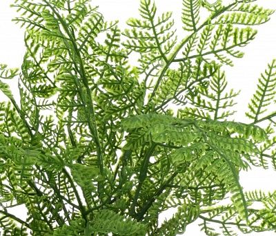 Fern Asparagus Connet Dekollete concrete 17 pot