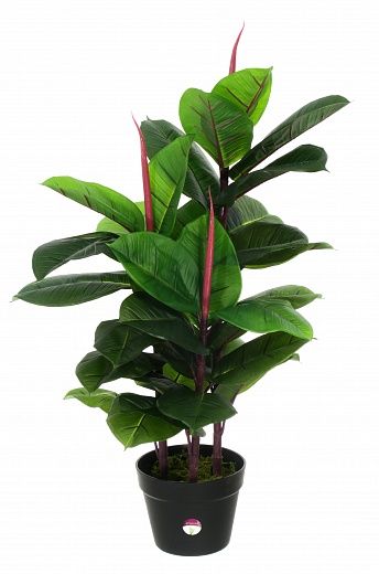 Ficus robusta Jance