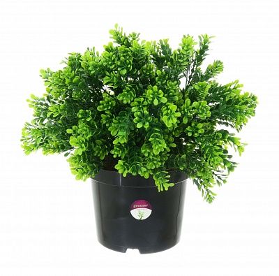 Boxwood Tavai in cachepot