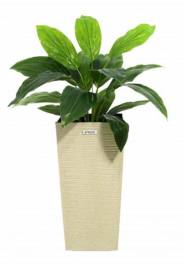 Hosta Selena cachepot Dekollete Kuno 46 Eco