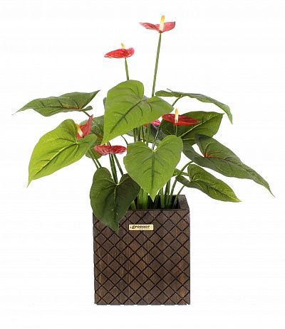 Anthurium Tavira cachepot Dekollete Gurido 20 color