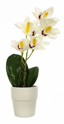 Dendrobium orchid Faya cachepot Dekollete 15