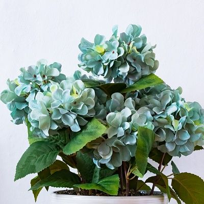 Hydrangea Retro Lazy Cachepot Dekollete