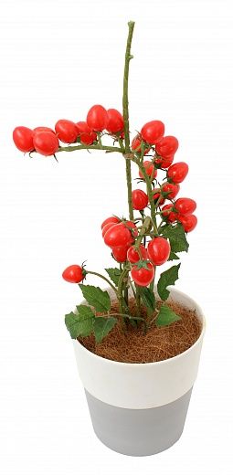 Composition Tomato Cherry Cachepot Dekollete Bort 22