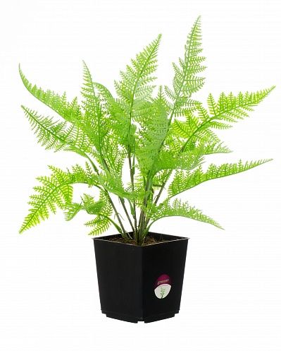 Halti fern in pot