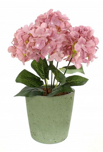 Hydrangea Satie cachepot Dekollete Concrete 17