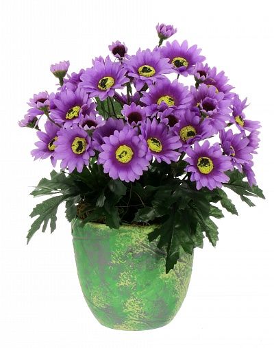 Chrysanthemum Fayum available to order 4 pieces