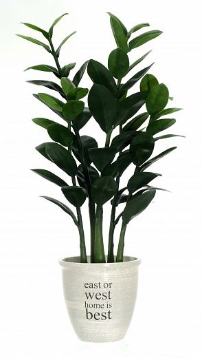 Zamioculcas Cargon Cinco