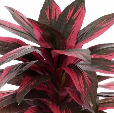 Calathea Sant cachepot Dekollete Concrete 17