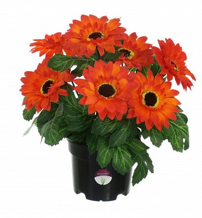 Gerbera Laura in cachepot available to order 6 pieces