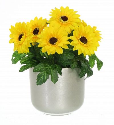 Gerbera Laura cachepot Dekollete 12 available to order 6 pieces