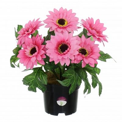 Gerbera Laura in cachepot available to order 6 pieces