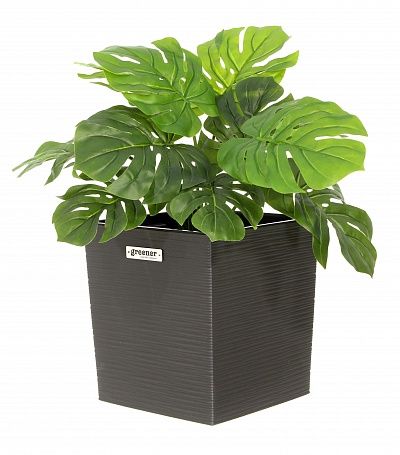 Monstera Moran Duo cachepot Dekollete Clasico 19