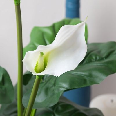 Calla Betal cachepot Dekollete Bort 20