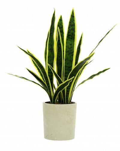 Sansevieria Gurun Cinco Cachepot Dekollete Concrete 17