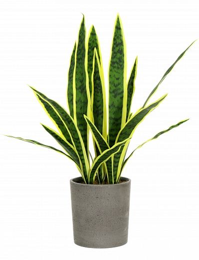 Sansevieria Gurun Cinco Cachepot Dekollete Concrete 17