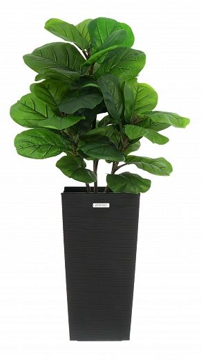 Ficus Lirata Alto cachepot Dekollete Kuno 46 Eco