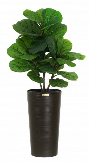 Ficus Lirata Alto cachepot Dekollete Serso 46