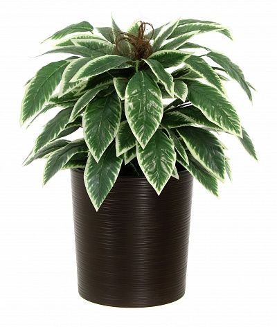 Croton Claire Cachepot Dekollete Clasico 30