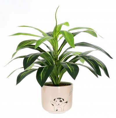 Dracaena Orli