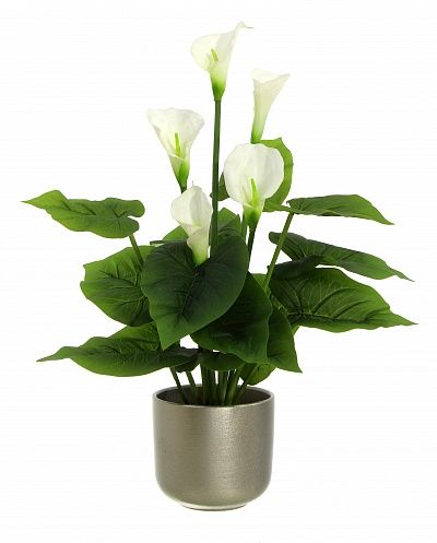 Calla Fevron cachepot Dekollete Silver Border 15