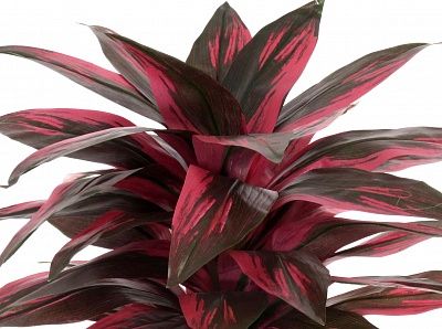 Calathea Sant cachepot Dekollete Clasico 19