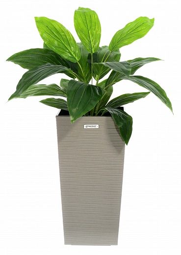 Hosta Selena cachepot Dekollete Kuno 46 Eco