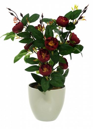 Camellia Derby Dekollete 12 pot