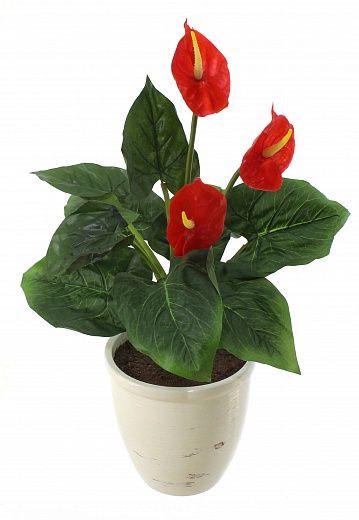 Anthurium Zuli cachepot Dekollete