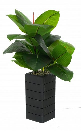 Ficus Robusta Lamon cachepot Dekollete Wood available to order 1 piece