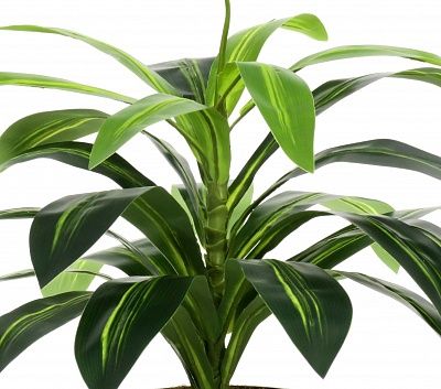 Dracaena Orli