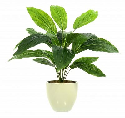 Hosta Selena cachepot Dekollete Rant 18