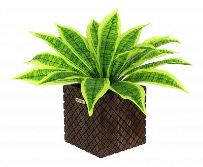 Dracaena Tiger Cachepot Dekollete Gurido 20 color