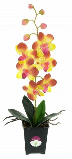 Orchid Vanda Iliana available to order 12 pieces