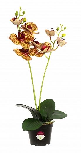 Orchid Phalaenopsis Camira