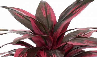 Calathea Sant