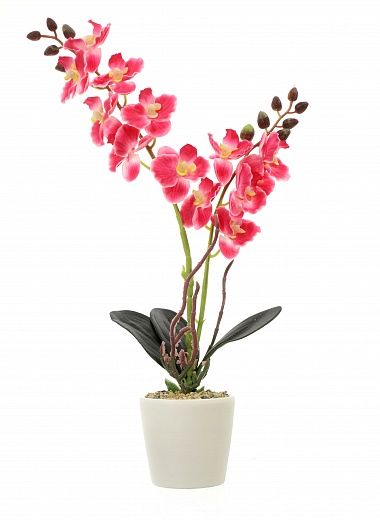 Orchid Phalaenopsis Seattle cachepot Dekollete Piccolo 8