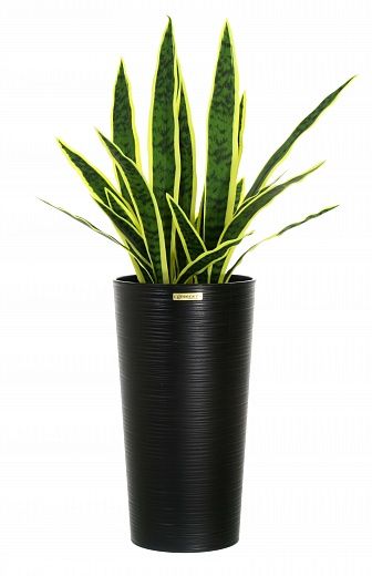 Sansevieria Gurun Cinco Cachepot Dekollete Serso 46