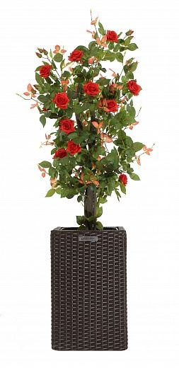 Rose Michel cachepot Dekollete Rattan Cube 50