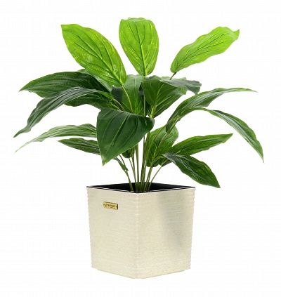 Hosta Selena cachepot Dekollete Clasico 19