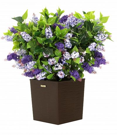 Lilac Chester Mini Cachepot Dekollete Clasico 30